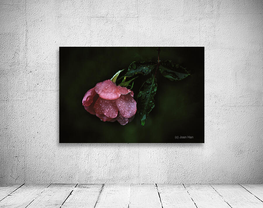 Pink Rose with Raindrops Wall Preview