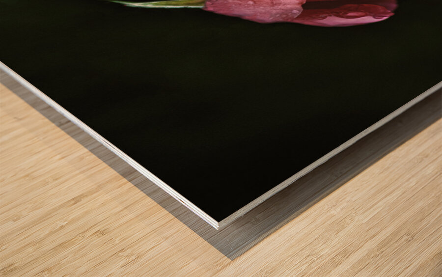 Pink Rose with Raindrops Wood print