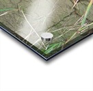 Cracked Mud Acrylic print