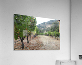 Vineyard Road Acrylic Print