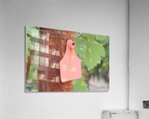 Vineyard Tag Acrylic Print