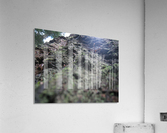 Bark 03 Acrylic Print