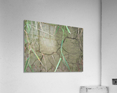Cracked Mud Acrylic Print