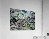 Bark With Lichen 01 Acrylic Print