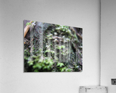 IMG_1027 Acrylic Print