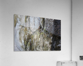 IMG_1977 Acrylic Print