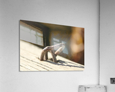 IMG_2140 Acrylic Print