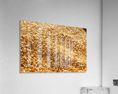 Dried Corn 03 Acrylic Print