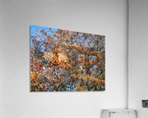 IMG_0054 Acrylic Print