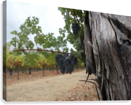 Vineyard Fence Post Canvas Print