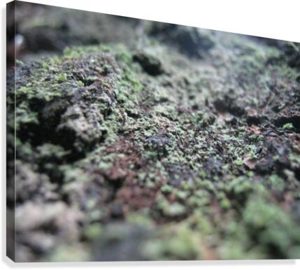 Bark With Lichen 01 Canvas Print