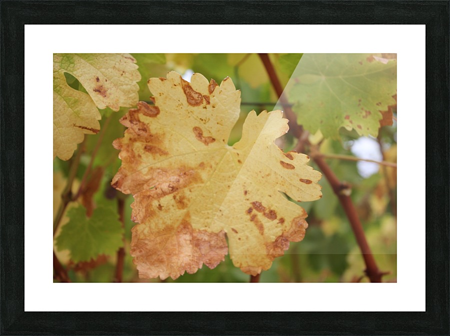 Grape Leaf 02 Picture Frame print