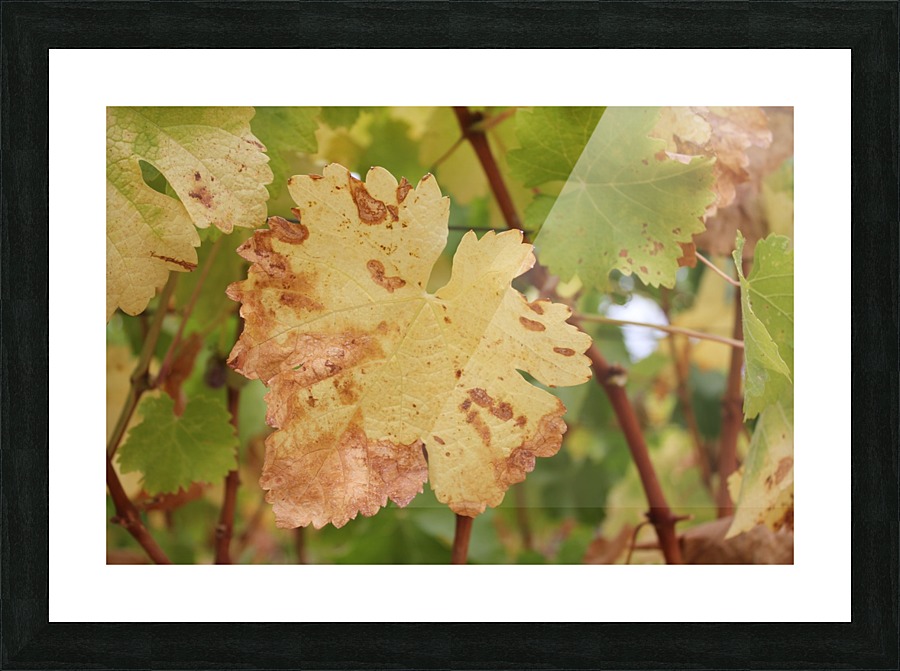 Grape Leaf 01 Picture Frame print