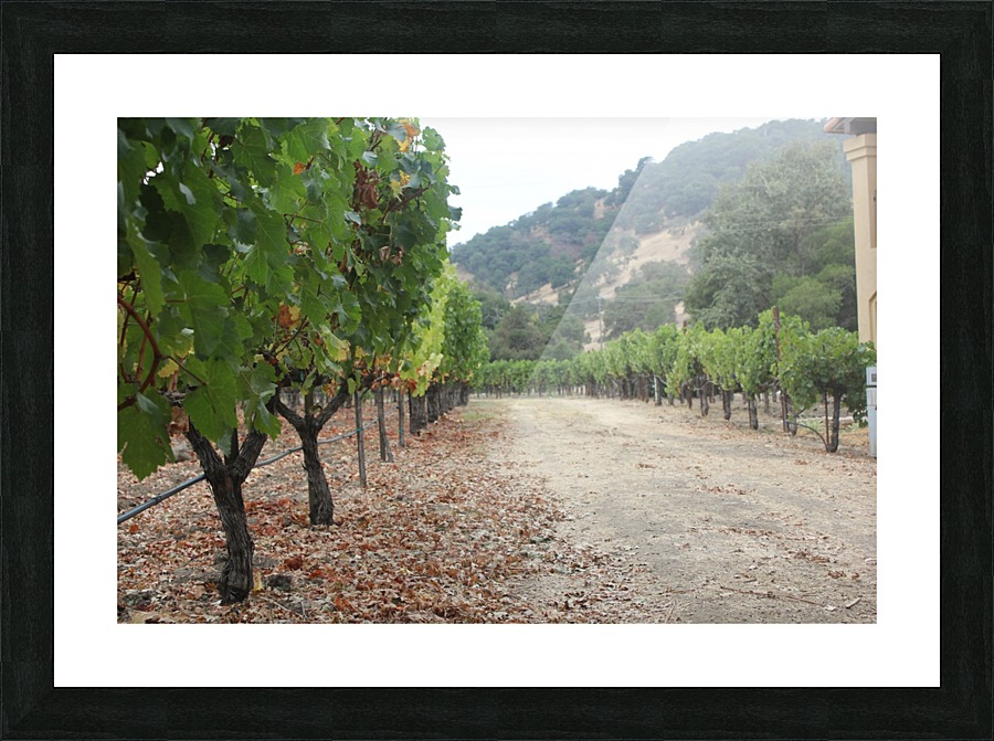 Vineyard Road Picture Frame print
