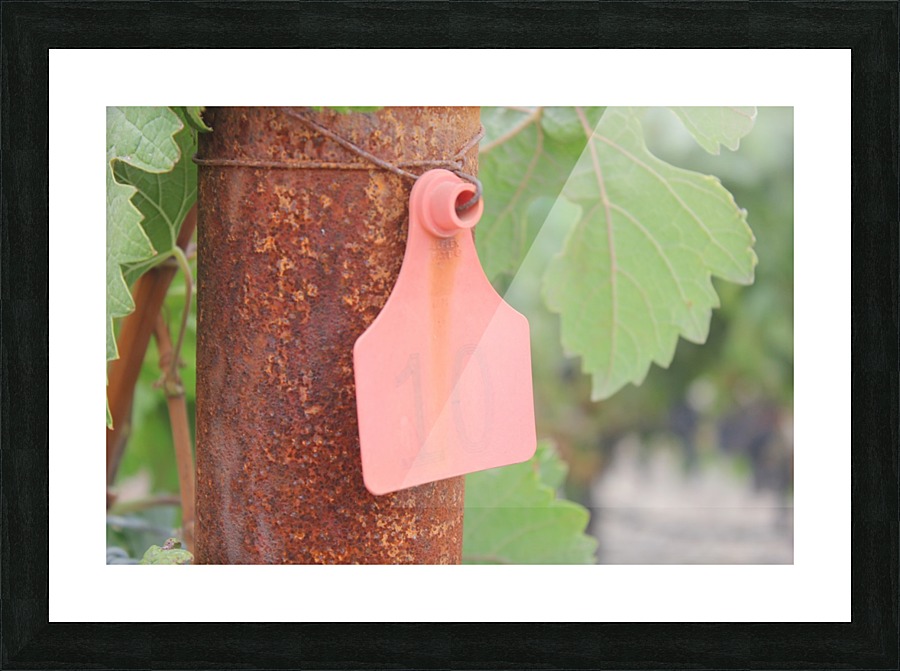 Vineyard Tag Picture Frame print