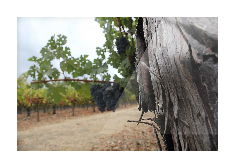 Vineyard Fence Post Picture Frame print