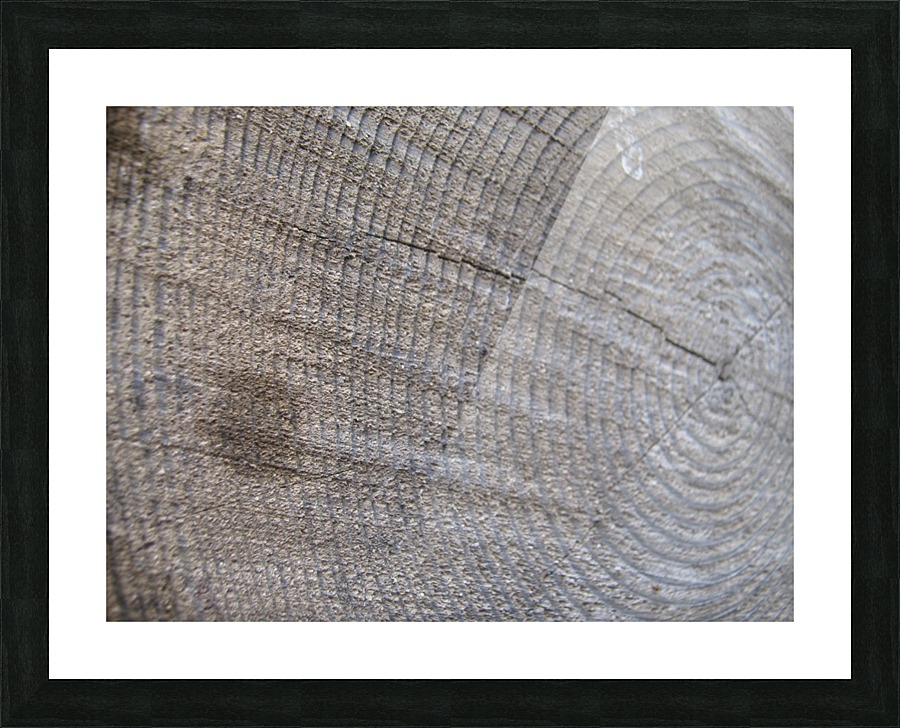 Tree Rings 01 Picture Frame print