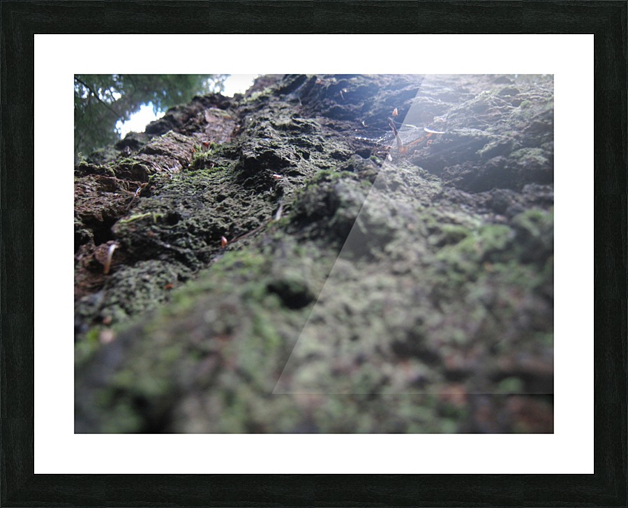 Bark 03 Picture Frame print