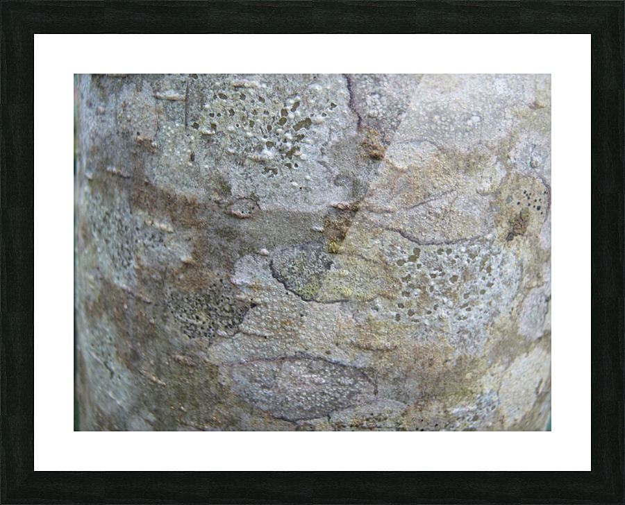 Bark 02 Picture Frame print