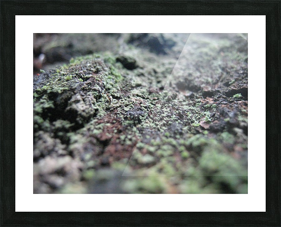 Bark With Lichen 01 Picture Frame print