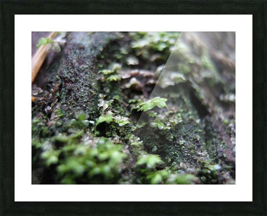 IMG_1027 Picture Frame print