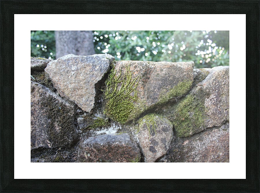 IMG_1963 Picture Frame print