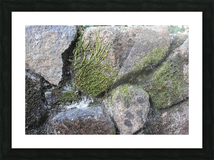 IMG_1962 Picture Frame print