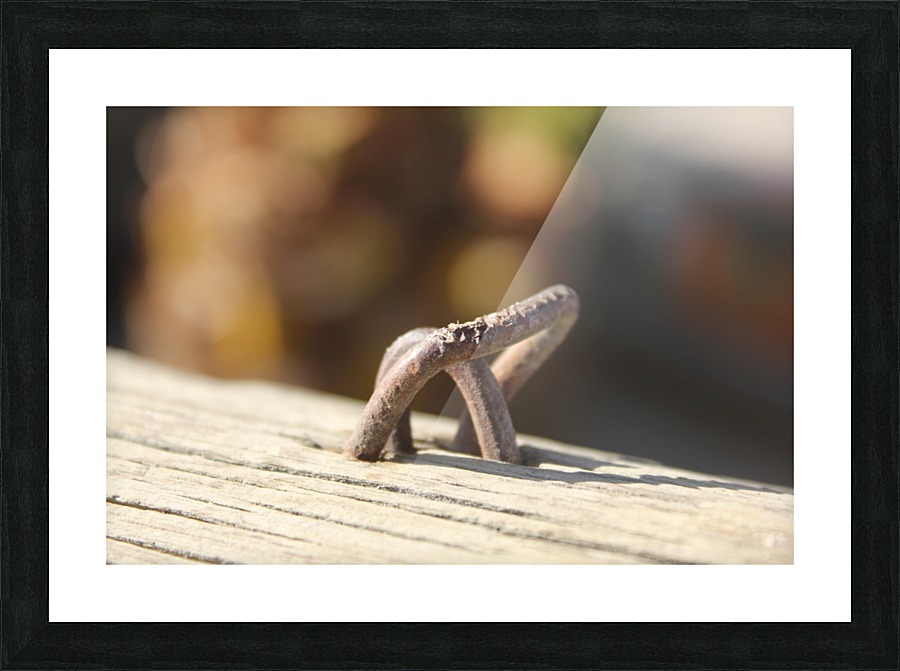 IMG_2141 Picture Frame print