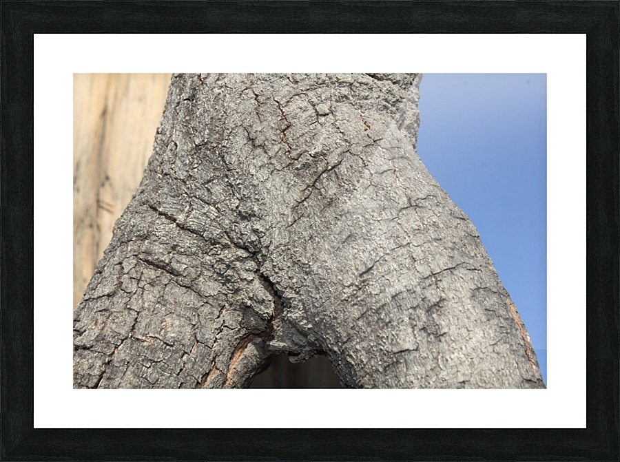 IMG_2130 Picture Frame print