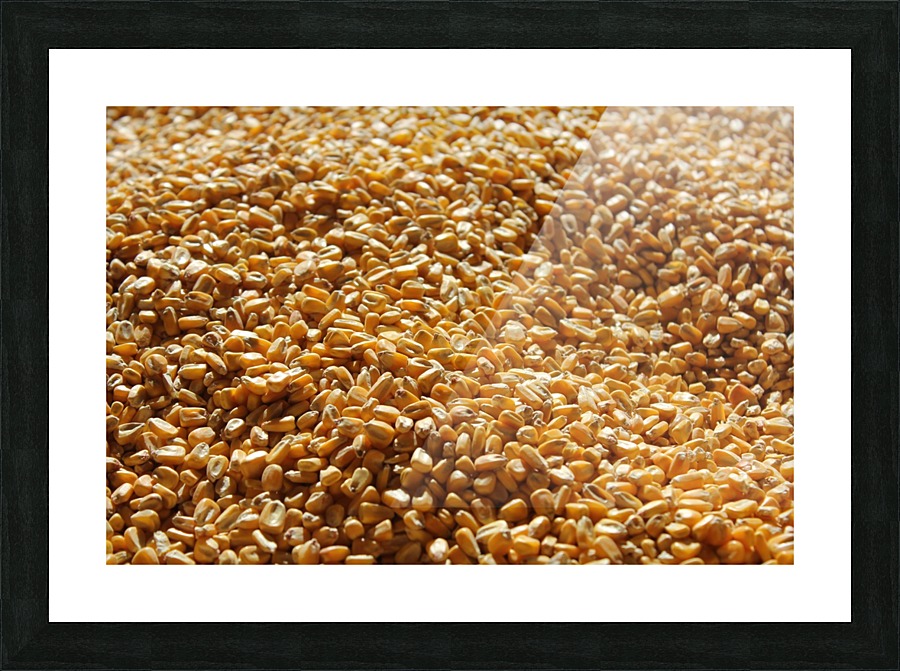 Dried Corn 04 Picture Frame print