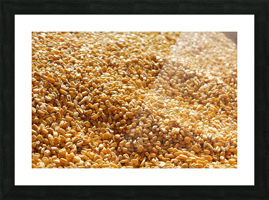 Dried Corn 03 Picture Frame print