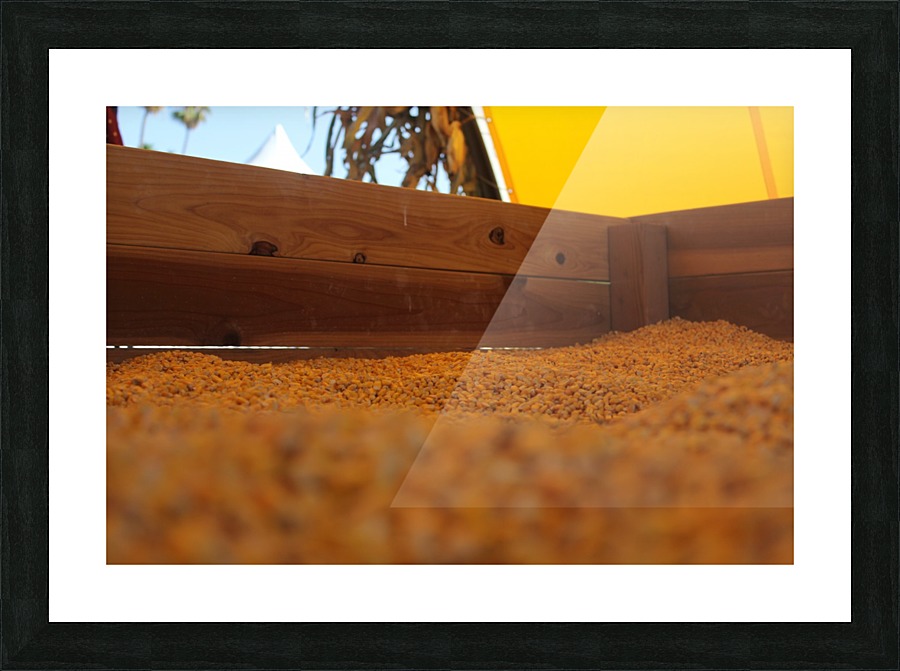 Dried Corn 02 Picture Frame print