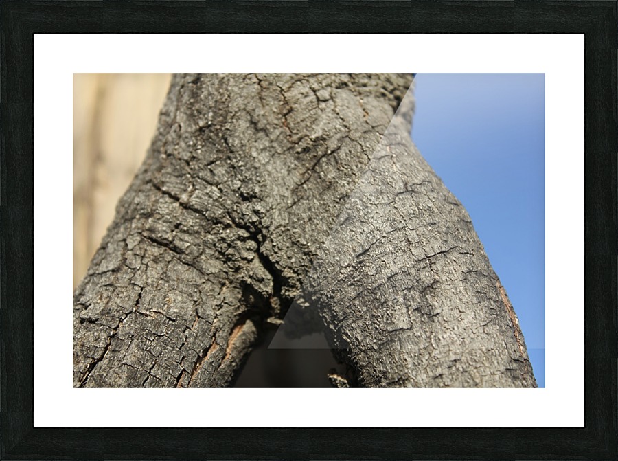 IMG_2131 Picture Frame print