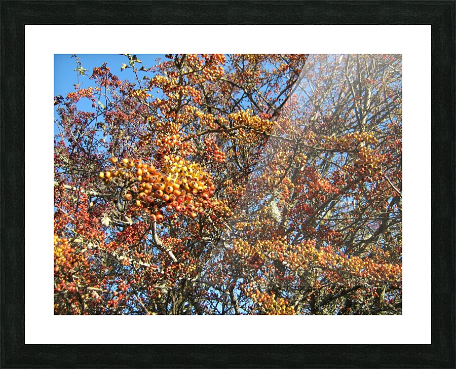 IMG_0054 Picture Frame print