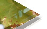 Grape Leaf 02 HD Metal print