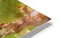 Grape Leaf 01 HD Metal print