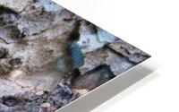 IMG_1022 HD Metal print