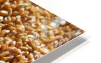Dried Corn 04 HD Metal print