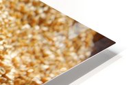 Dried Corn 03 HD Metal print