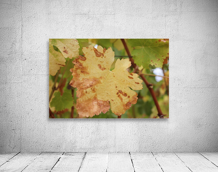 Grape Leaf 02 Wall Preview