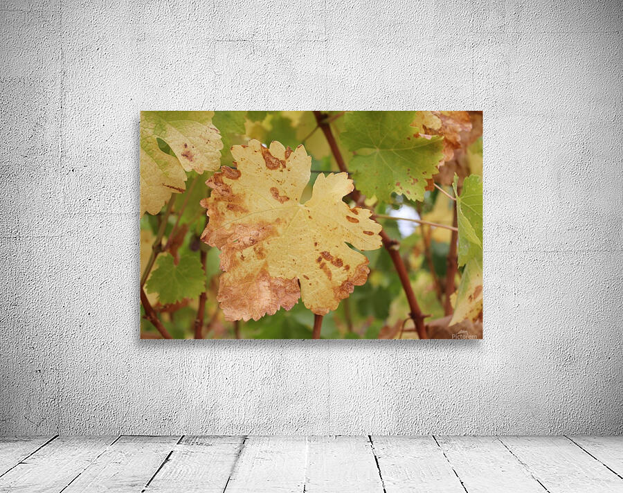 Grape Leaf 01 Wall Preview