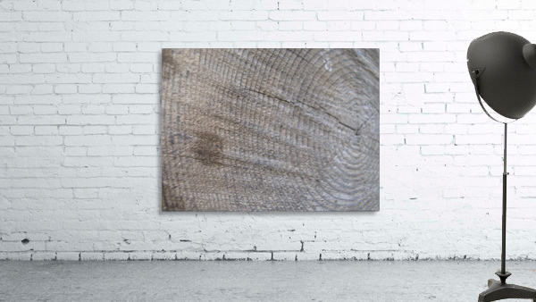 Tree Rings 01 Wall Preview