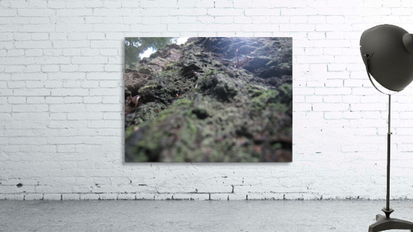 Bark 03 Wall Preview