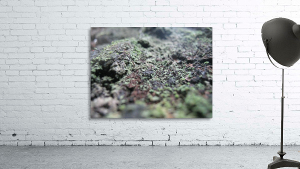Bark With Lichen 01 Wall Preview