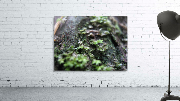 IMG_1027 Wall Preview
