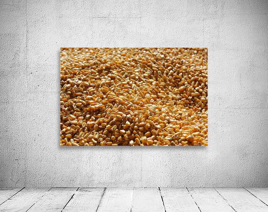 Dried Corn 04 Wall Preview