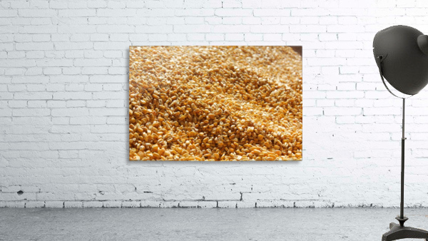 Dried Corn 03 Wall Preview