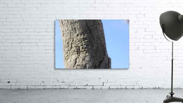 IMG_2132 Wall Preview