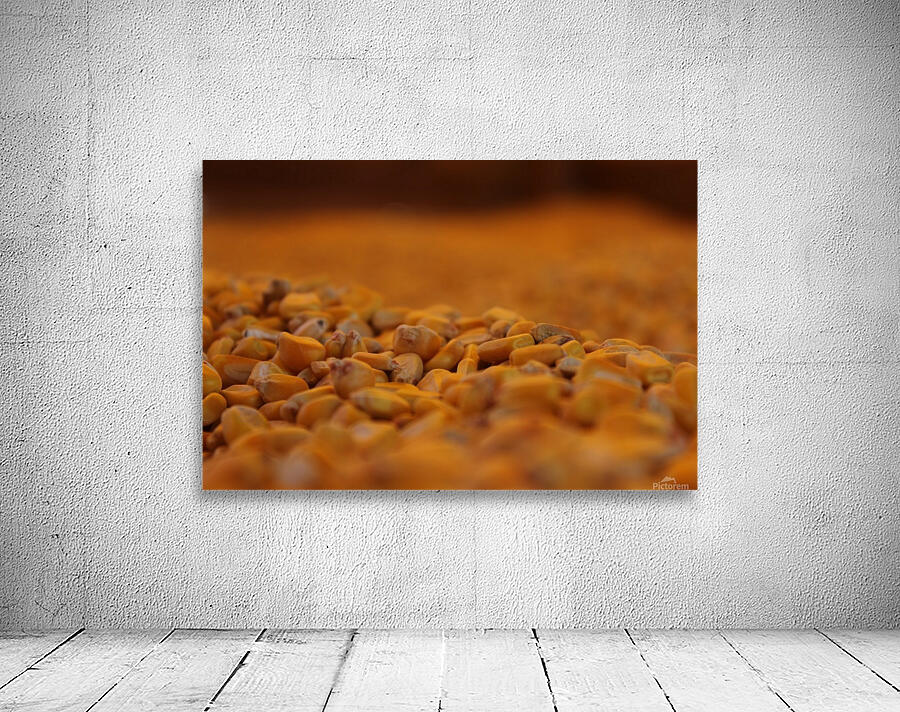 Dried Corn 01 Wall Preview