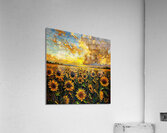 Sunflowers at Sunset Acrylic Print